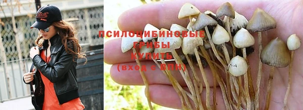 ГАЛЛЮЦИНОГЕННЫЕ ГРИБЫ Абинск